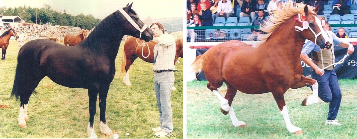 Trefaes Stud Welsh Cobs